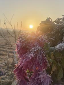 花开花易落