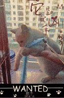 猫吃了海苔怎么办